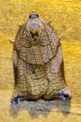 Réf. 337 347 : Archips podana